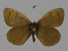 E. pandrose